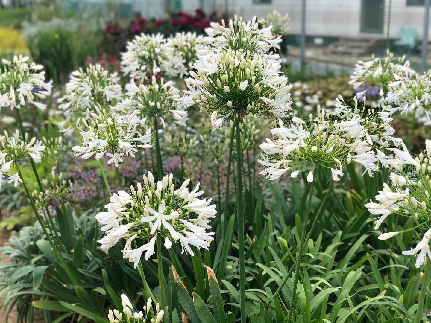 Agapanthus africanus 'Polar Ice'